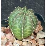 Euphorbia valida (GM 007) 2-inch pots