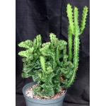 Euphorbia lactea crest 12-inch pots