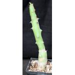 Euphorbia qarad 5-inch pots