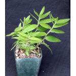 Epidendrum ellipticum (orange flower) 4-inch pots
