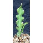 Epiphyllum guatemalense (monstrose) 4-inch pots