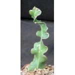 Epiphyllum guatemalense (monstrose) 4-inch pots