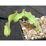 Epiphyllum guatemalense (monstrose) 5-inch pots