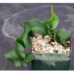 Epiphyllum guatemalense (monstrose) 5-inch pots