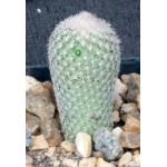 Epithelantha micromeris var. greggii 2-inch pots