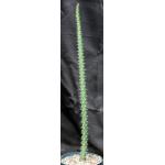 Harrisia adscendens 8-inch pots
