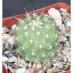 Eriosyce islayensis 4-inch pots