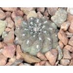 Eriosyce napina 4-inch pots