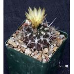 Eriosyce heinrichiana var. setosiflora 4-inch pots