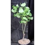 Erythrina caffra 2-gallon pots
