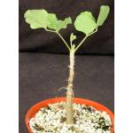 Erythrina melanacantha 6-inch pots