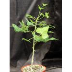 Erythrina humeana 6-inch pots