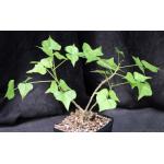 Erythrina humeana one-gallon pots