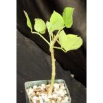 Erythrina madagascariensis 4-inch pots
