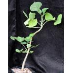 Erythrina madagascariensis one-gallon pots