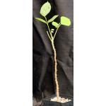 Erythrina madagascariensis one-gallon pots