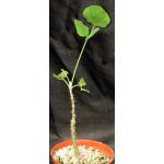 Erythrina melanacantha one-gallon pots