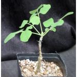 Erythrina melanacantha one-gallon pots