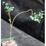 Erythrina vespertilio 4-inch pots