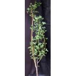 Erythrina vespertilio 2-gallon pots