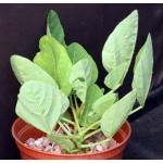 Erythrina zeyheri 6-inch pots