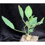 Erythrina zeyheri 6-inch pots