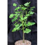 Erythrina caffra 2-gallon pots