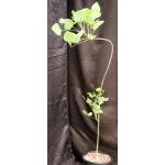 Erythrina flabelliformis 2-gallon pots