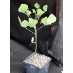 Erythrina flabelliformis 5-inch pots
