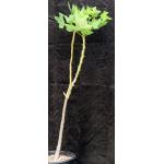 Erythrina humeana 2-gallon pots