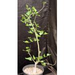 Erythrina humeana 3-gallon pots