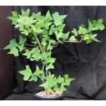 Erythrina livingstoniana 2-gallon pots