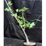 Erythrina livingstoniana 3-gallon pots