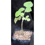 Erythrina madagascariensis one-gallon pots