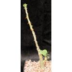 Erythrina melanacantha one-gallon pots