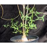 Erythrina vespertilio 2-gallon pots