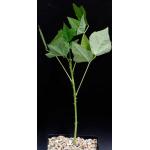 Erythrina livingstoniana one-gallon pots Erythrina livingstoniana one-gallon pots