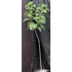 Erythrophysa transvaalensis 3-gallon pots