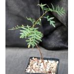 Erythrophysa transvaalensis 5-inch pots