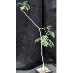 Erythrophysa transvaalensis 5-inch pots