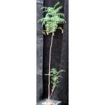 Erythrophysa transvaalensis one-gallon pots