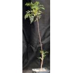 Erythrophysa transvaalensis one-gallon pots