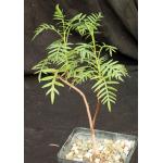 Erythrophysa transvaalensis 5-inch pots