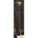 Erythrophysa transvaalensis one-gallon pots