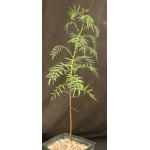 Erythrophysa transvaalensis one-gallon pots