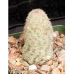Escobaria chihuahuensis ssp. henricksonii 4-inch pots
