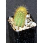 Espostoa guentheri 2-inch pots