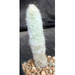 Espostoopsis dybowskii 4-inch pots