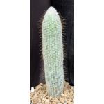 Espostoopsis dybowskii one-gallon pots