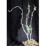 Euphorbia misera 5-inch pots